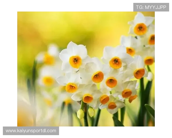 开运的网址有哪些实用推荐帮助你在重要时刻获得好运的最佳网站资源